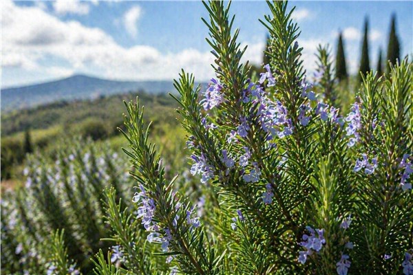 Rosmarino (Rosmarinus officinalis)