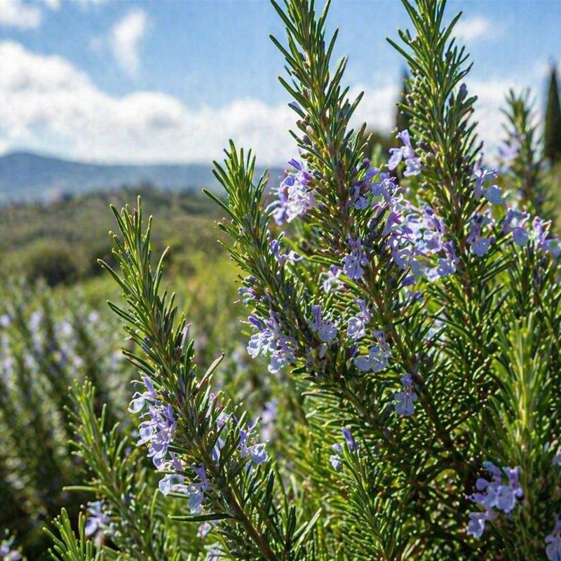 Rosmarino (Rosmarinus officinalis)