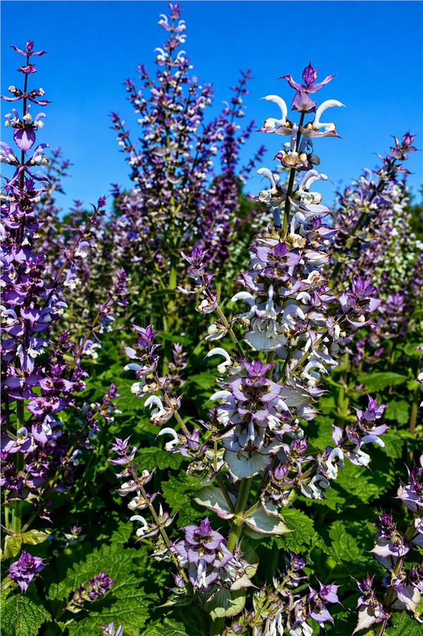 Salvia Sclarea (Salvia sclarea)