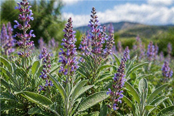 Salvia Officinale (Salvia officinalis)
