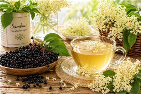 Sambuco (Sambucus nigra): proprietà, benefici e usi tradizionali di fiori e bacche