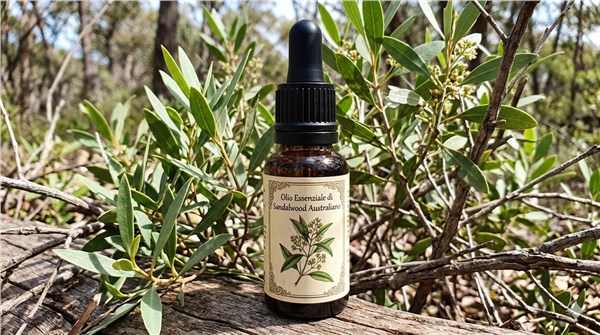 Olio Essenziale di Sandalwood Australiano