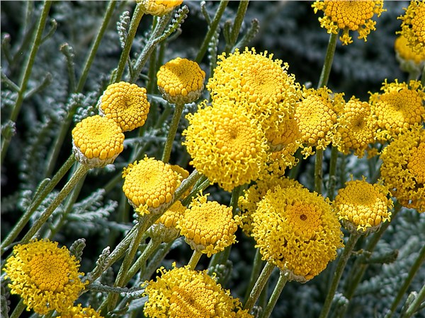 Santolina (Santolina chamaecyparissus)