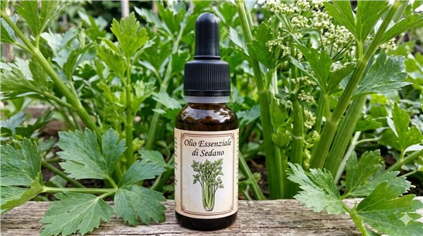 Olio Essenziale di Sedano
