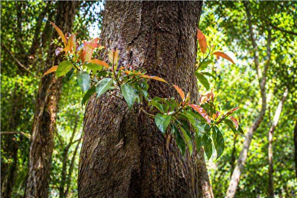 Shorea (Shorea robusta)