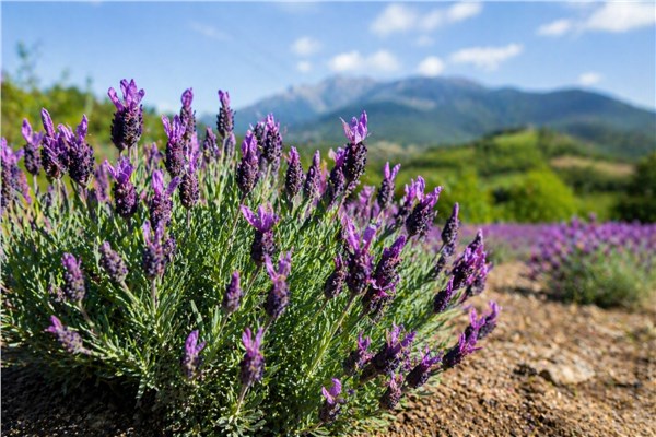 Spike Lavender Pirenei (Lavandula latifolia)