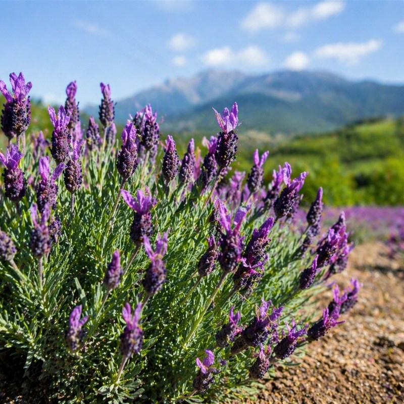 Spike Lavender Pirenei (Lavandula latifolia)