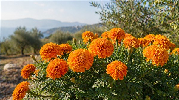 Tagete (Tagetes minuta)