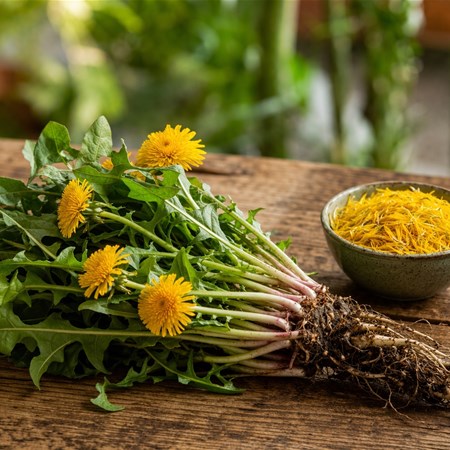 Tarassaco: proprietà, benefici e usi dell'erba depurativa di primavera