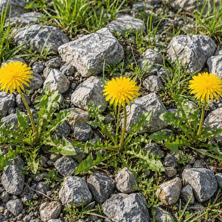 Tarassaco: proprietà, benefici e usi dell'erba depurativa di primavera