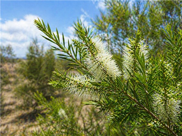 Tea Tree (Melaleuca alternifolia)