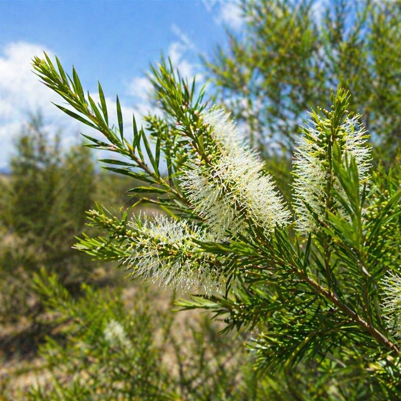 Tea Tree (Melaleuca alternifolia)