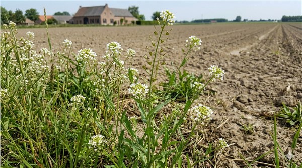 Thlaspi (Thlaspi arvense)