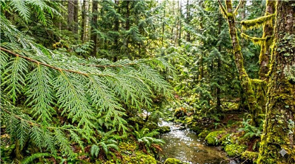 Tuia (Thuja occidentalis)