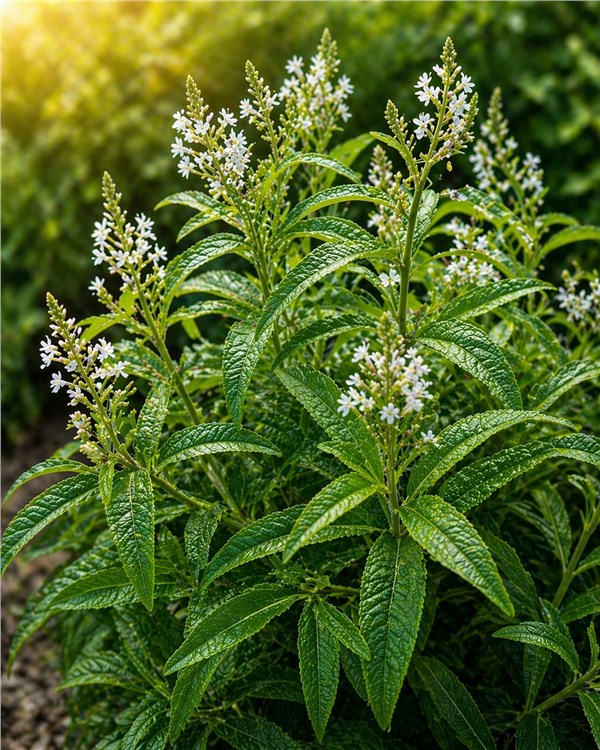 Verbena Limone (Aloysia citrodora)