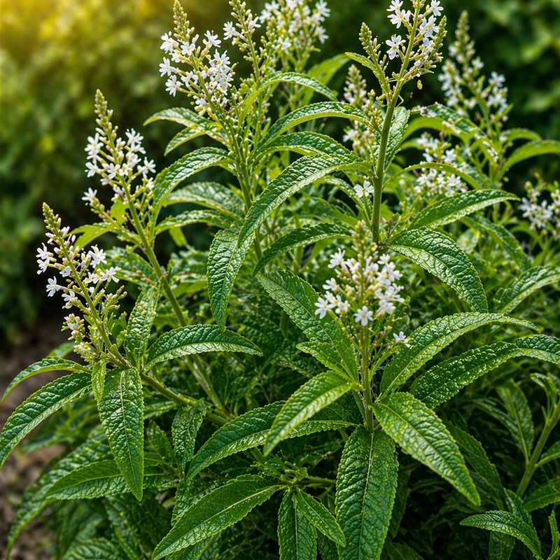 Verbena Limone (Aloysia citrodora)