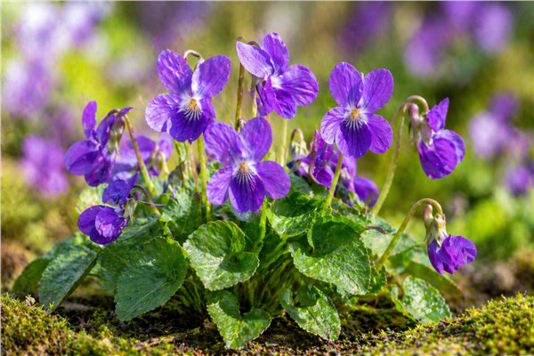 Violetta (Viola odorata)