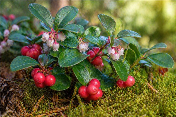 Wintergreen (Gaultheria procumbens)