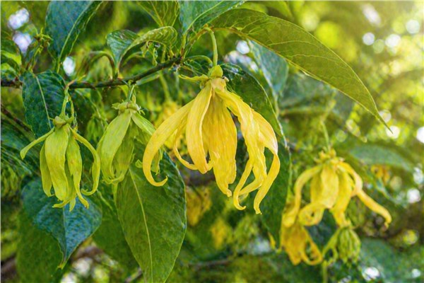 Ylang Ylang (Cananga odorata)