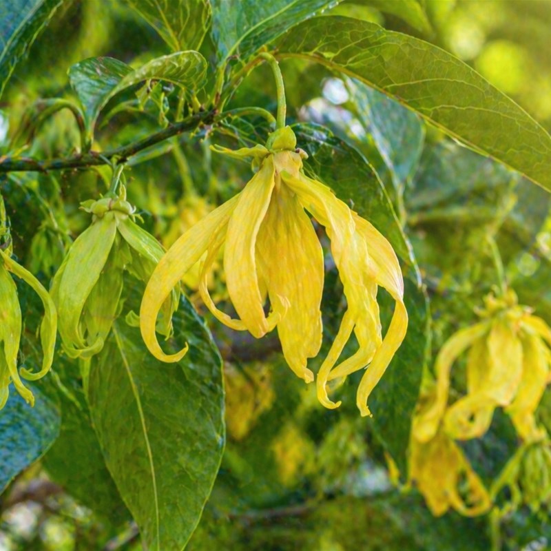 Ylang Ylang (Cananga odorata)