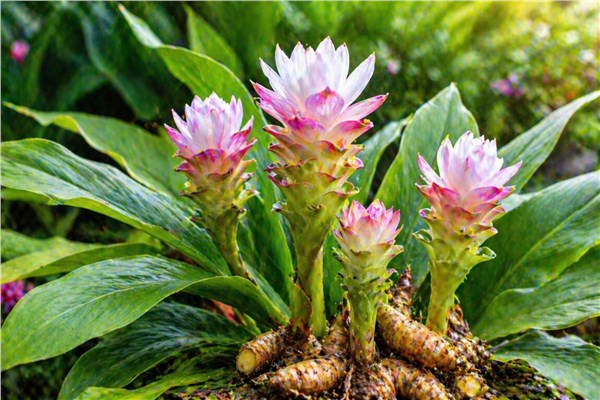 Zedoaria (Curcuma zedoaria)
