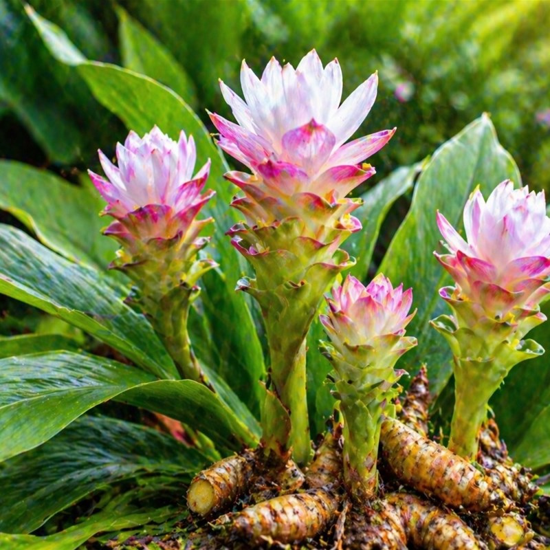 Zedoaria (Curcuma zedoaria)